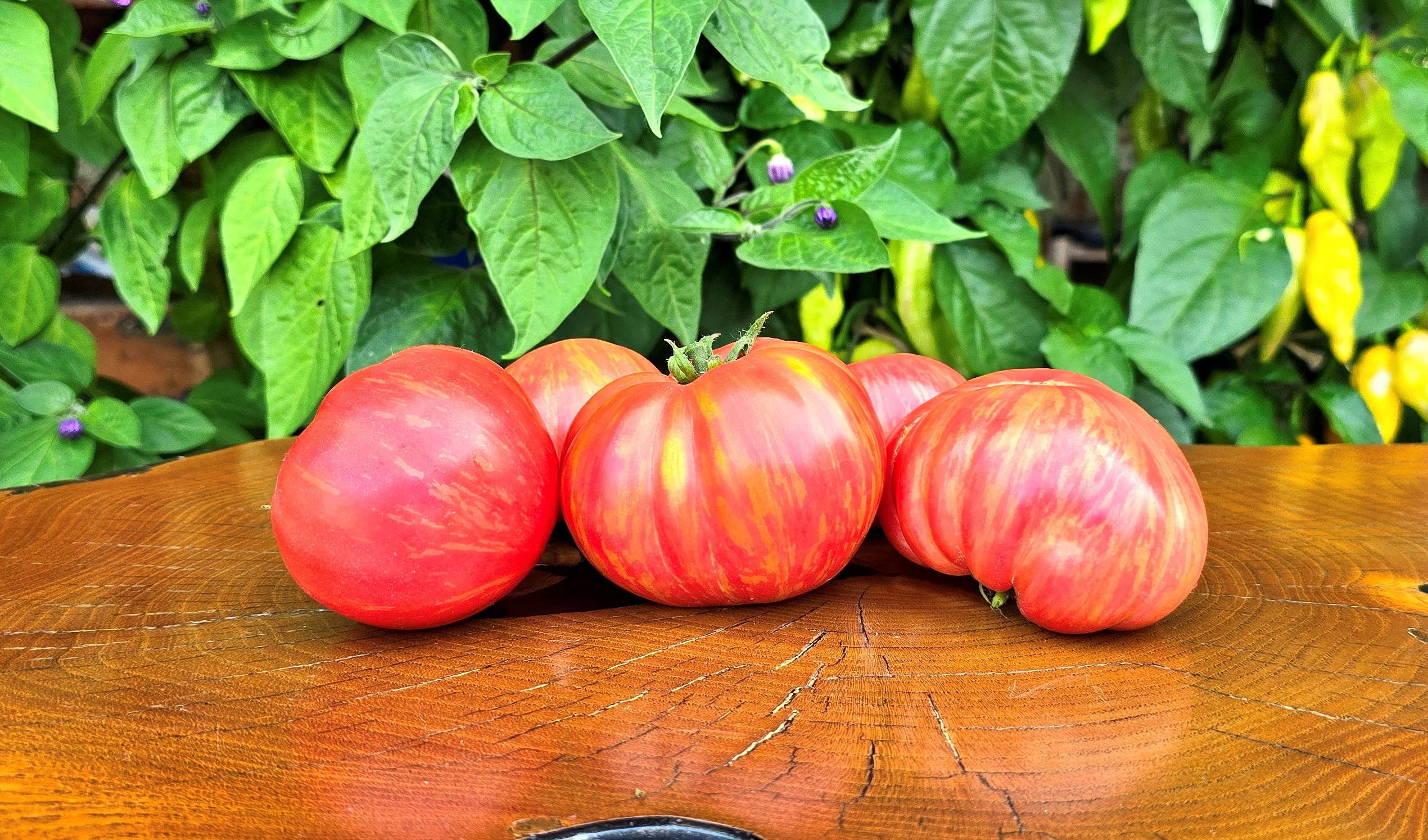 Pink Tomatoes: KOZULA 184 ( Malinowa Zebra z dzióbkiem x Malinowy